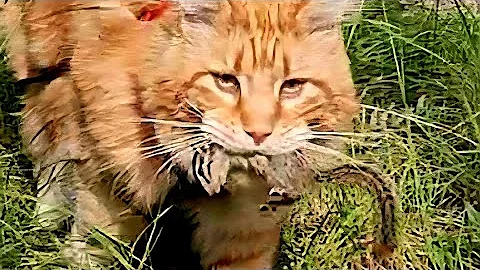 Watch the video about Mainecoon Cat Catches A Chipmunk 🐿