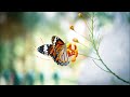 Koan  butterfly effect