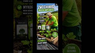 Zucchinipflanzen in das selbstgebaute Beet einsetzen. #info #gardening #tipps #gardening