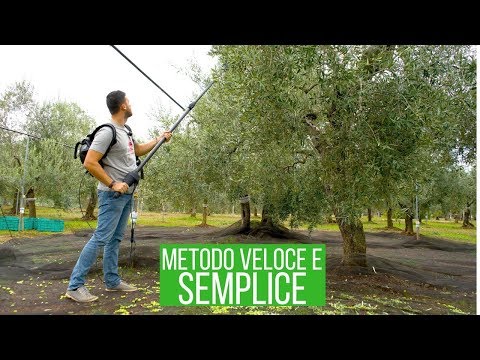 Video: Come raccogliere rapidamente l'olivello spinoso: strumenti
