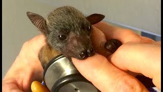 Baby bat delivered by caesarean: this is Q's story