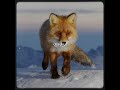 fox edit :3 #fox #lifeisbutadream #furry #edit #therianthropy #therian