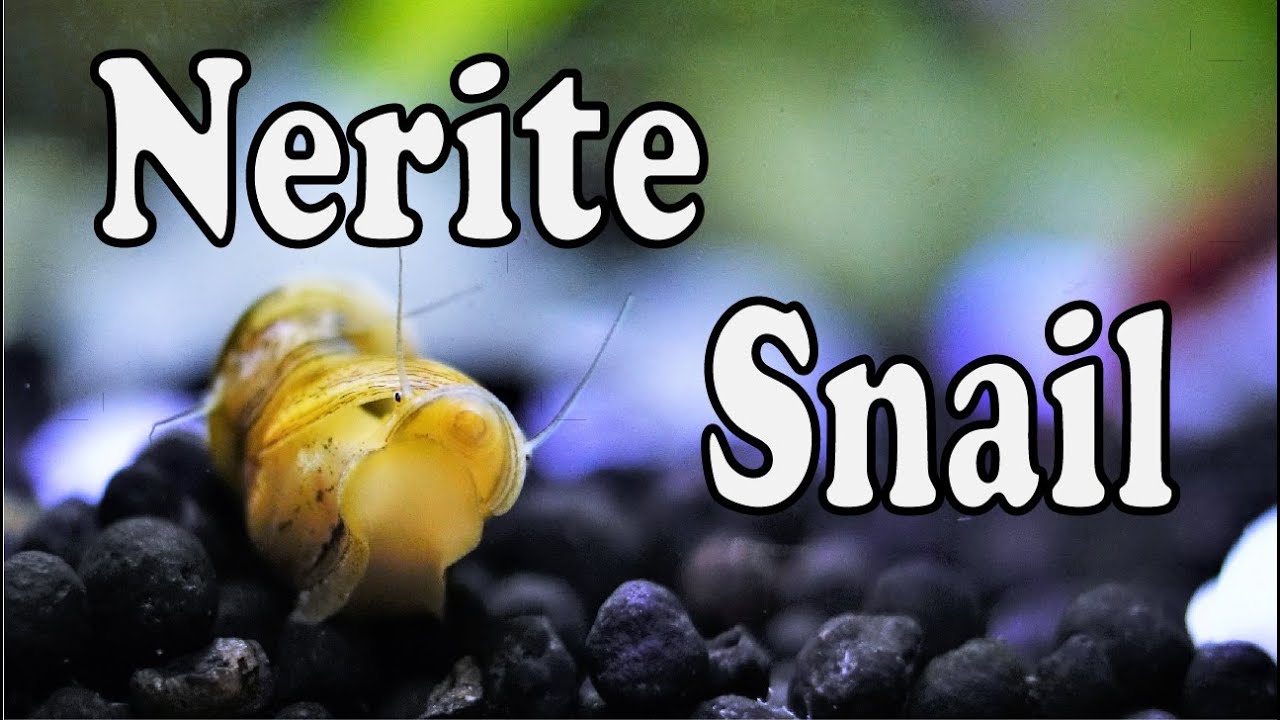All you need to know about Nerite snails