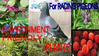 Outdoor Plants - non toxic and beneficial to Racing Pigeons #pigeonfancier#racingpigeon#pigeonracing