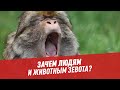 Зачем людям и животным зевота? – Шоу Картаева и Махарадзе