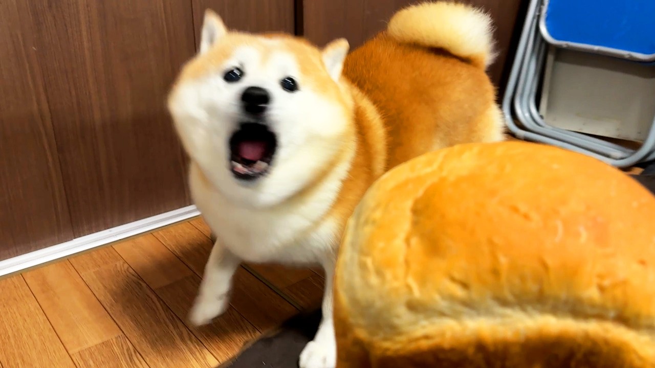 maxresdefault.jpg