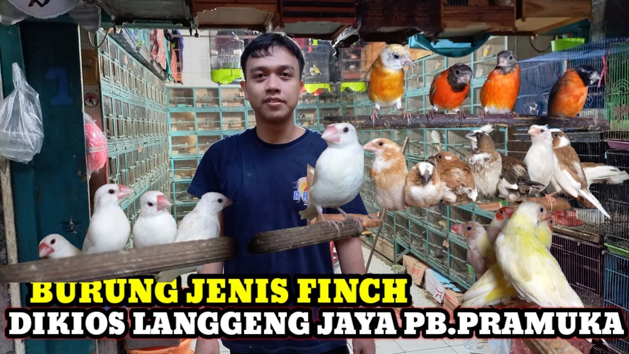 TERBARU DARI KIOS BURUNG LANGGENG JAYA UPDATE HARGA BURUNG JENIS FINCH DI PASAR BURUNG PRAMUKA