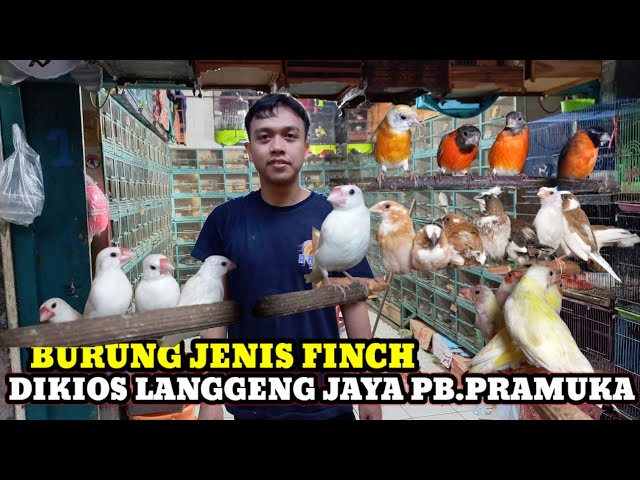 TERBARU DARI KIOS BURUNG LANGGENG JAYA UPDATE HARGA BURUNG JENIS FINCH DI PASAR BURUNG PRAMUKA class=