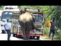 A wild elephant that disturbs the vehicles