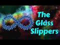 The Glass Slippers