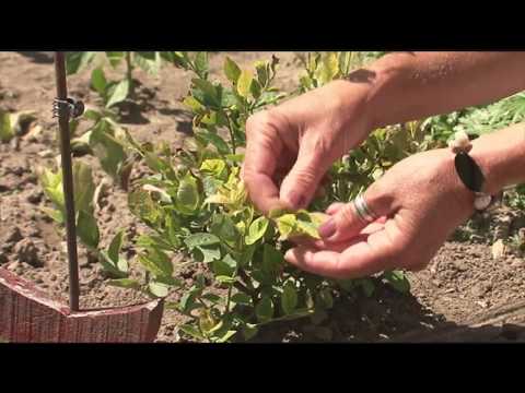 Video: Blueberry pH Soil Level - Reducir el pH del suelo de arándanos