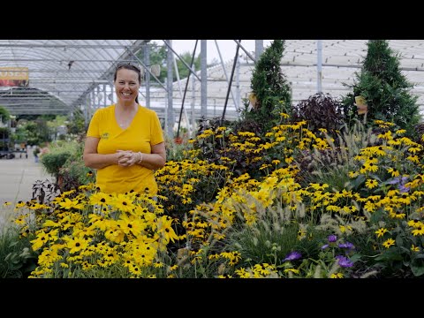 Petitti Rudbeckia Spotlight | Grow Black Eyed Susan For Pollinators, Deer Resistance x Cut Flowers