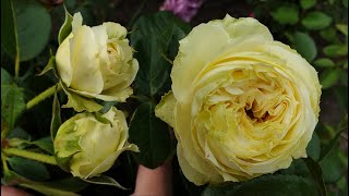 видео: Красивое цветение роз. Подробно о каждой картинка: Красивое цветение роз. Подробно о каждой