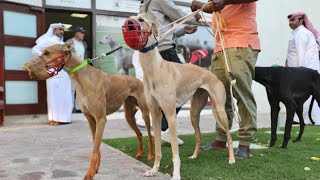 The Saluki's they are friendly and lovable dog. by SALUKI RACE  340 views 2 weeks ago 2 minutes, 28 seconds