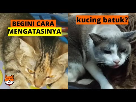 Video: Kenapa Batuk Kucing Saya?