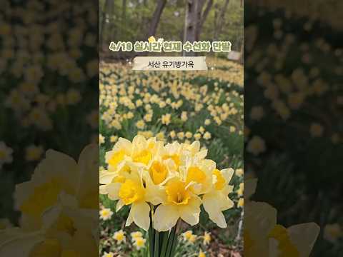 [2026년 4월18일 실시간 수선화명소🌼] 노란색 파노라마  물결 수선화. 인생샷 백만장 나오는곳 " 서산 유기방가옥" #서산유기방가옥#수선화