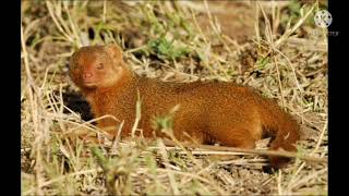 tiếng chồn đèn mồi chuẩn/( không quảng cáo) có chồn là dính