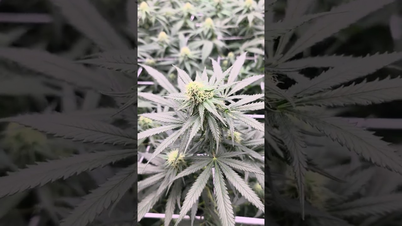Green Crack / Humboldt Seeds / Week 4 Flower 
