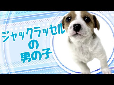 ジャックラッセルテリアの子犬　（平野瓜破）