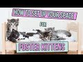 How to Set Up Space for Foster Kittens