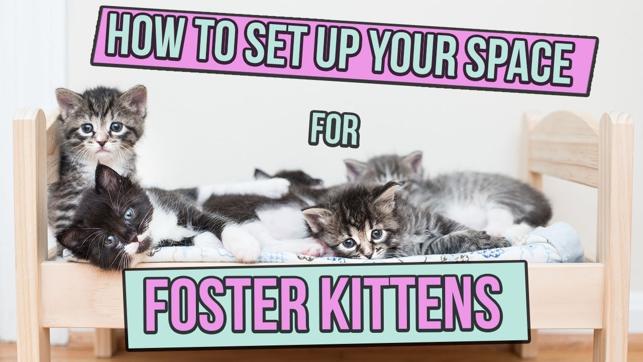 How to Determine a Kitten's Age — Kitten Lady