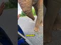 Ten słoń oszczędza arbuzy dla swoich dzieci 😮❤️