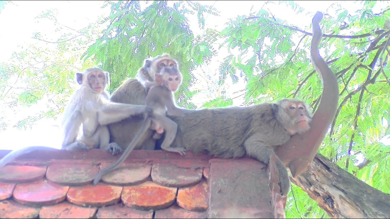 Monkey Family Resting on Rooftop - A Glimpse of Primate Bonding