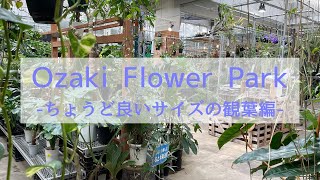 探してたインテリア植物が見つかる！品揃え東京No.1のガーデンセンター｜ちょうど良いサイズの観葉編｜Ozaki Flower Park vol2.0