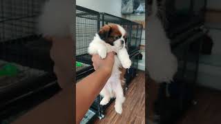 Shih Tzu male available with top quality
