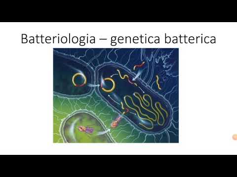 Video: I Guardiani Tossici: I Sistemi Multipli Di Tossina-antitossina Forniscono Stabilità, Evitano Le Delezioni E Mantengono I Geni Di Virulenza Dei Plasmidi Di Virulenza Di Pseudomonas