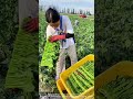 Field Work Chronicles: The Daily Life of Hand-Picking Cabbage