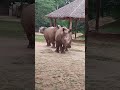 #hippo#large animals#shorts#trending shorts#amazing animals#viral#santoshnagekar
