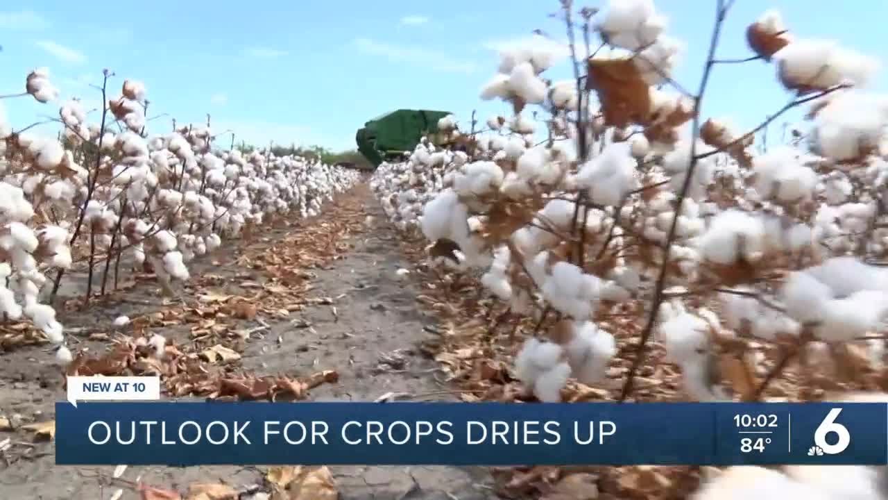 Cotton harvest begins amid pessimism about yields due to drought YouTube