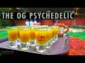 Mescaline the worlds first psychedelic w mike jay  ymt podcast 30 peyote  san pedro