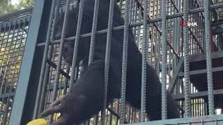 Kafesten Kaçan Maymun Kabusu Yaşatti