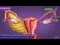Ovarian artery  gross anatomy  origin  course  branches  distribution  usmle step 1 anatomy