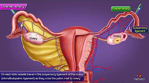 Ovarian artery  Gross anatomy - Origin , course , branches , distribution - USMLE Step 1 Anatomy