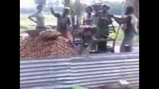 Ginger processing