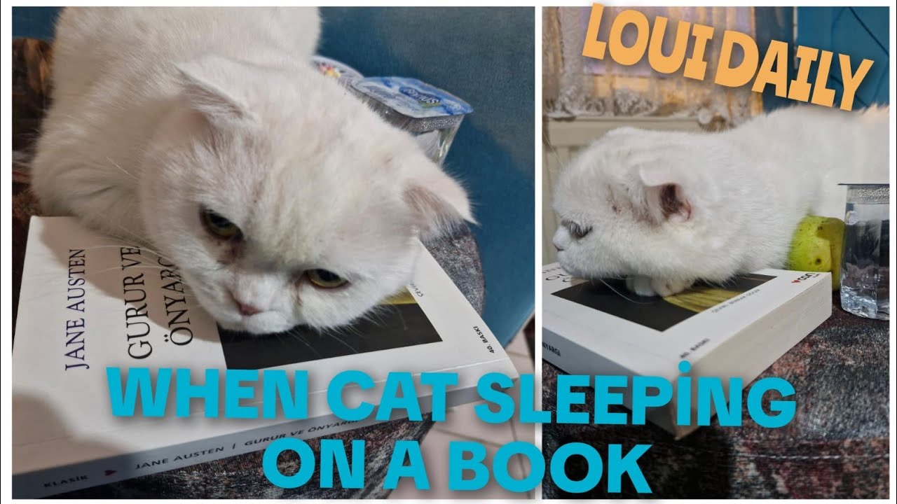 КОГДА КОТ СПИТ НА КНИГЕ