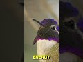 They’re Coming! 🌺 Hummingbird Migration 2026