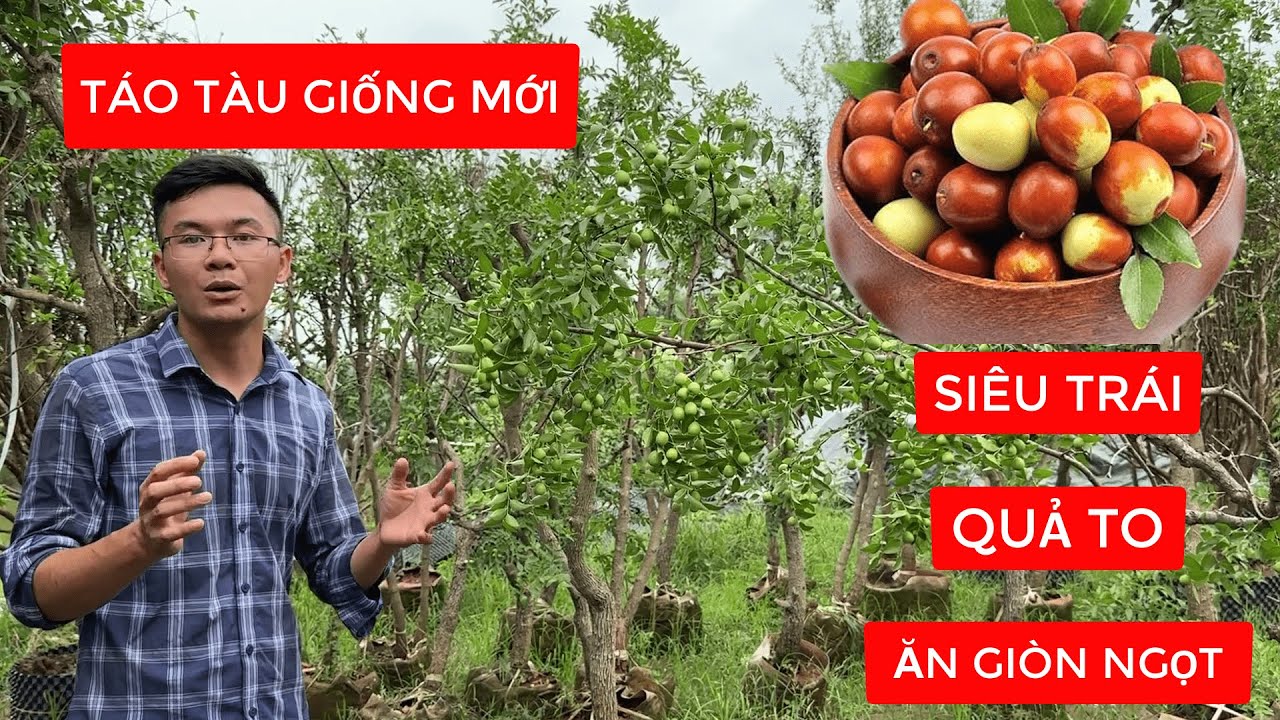CÂY TÁO TÀU SIÊU TRÁI | Giống Mới Qủa To Giòn Ngọt Hạt Nhỏ | Đt/Zalo 092.391.6866 | 0968.750.386