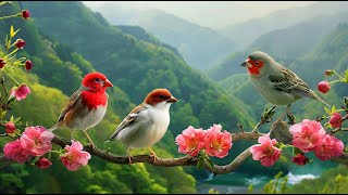 Beautiful Relaxing Music - Soothing Music For Nerves , Sleep Music, Calming Music | Bird Sounds