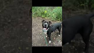 Meet Tucker A Terrier Pit Bull Currently Available For Adoption 9142022 105425 Am