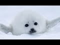 太ったアザラシの赤ちゃん、お母さんアザラシらしきカメラマンを見つけて、万歳しています。