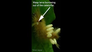 Wasp Larva Burrows Out Of Caterpillar shorts