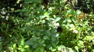 Samsung WB2000 Full HD Movie Sample #2