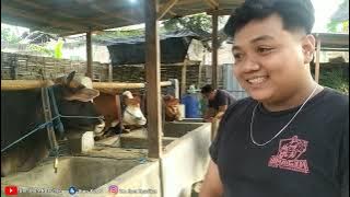 BETERNAK SAPI BREEDING ALA ZAKI ATMAJA || Ada 3 Ekor Sapi Indukan
