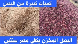 اسعار البصل اليوم وموعد إنخفاض سعر البصل فى الأسواق