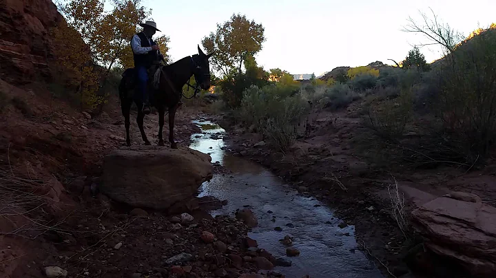 Extreme Mule Jump 2 Paul Gooch