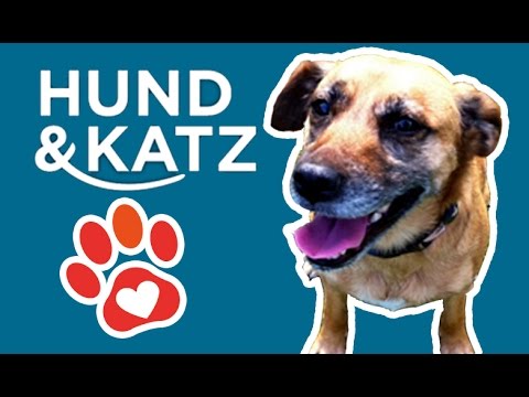 Hund & Katz Messe 2016 ♥ Miyuki Tiervideos mit Herz - YouTube